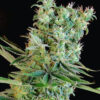 Amnesia-Bilbo-Genehtik-400x475-1.jpg Amnesia bilbo genehtik seeds haziak