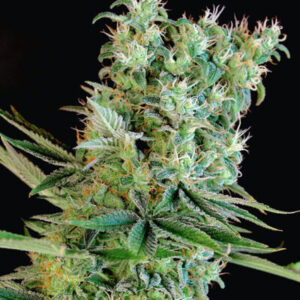Amnesia-Bilbo-Genehtik-400x475-1.jpg Amnesia bilbo genehtik seeds haziak