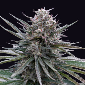 Blubonik-Auto-Genehtik.jpg Blubonik AUTO