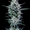Blubonik-Genehtik-2.jpg Blubonik genehtik seeds haziak