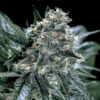 Blubonik-Genehtik-3.jpg Blubonik genehtik seeds haziak