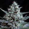 Blubonik-Genehtik-400x428-1.jpg Blubonik genehtik seeds haziak