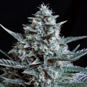 Blubonik-Genehtik-400x428-1.jpg Blubonik genehtik seeds haziak