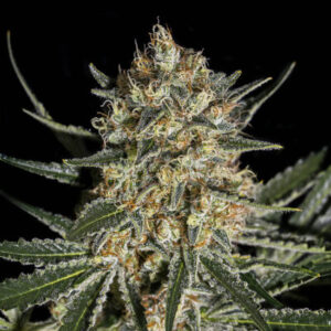 Face off og Bilbo Genehtik seeds haziak