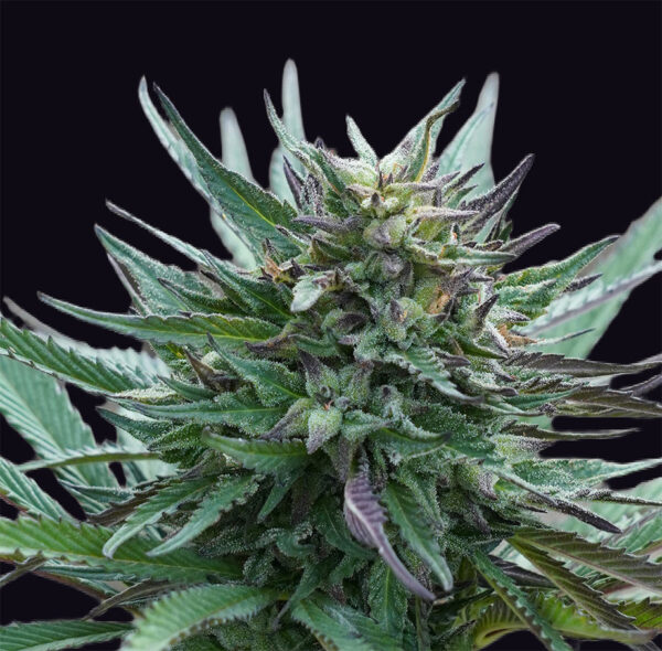Girl-Scout-Cookies-genehtik.jpg Girl Scout Cookies