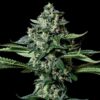 GORILA BILBO Genehtik seeds haziak