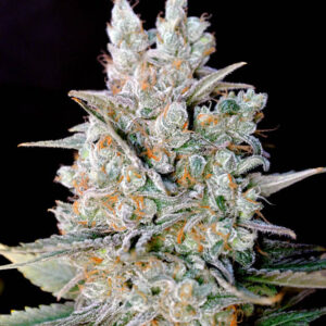 Kritikal bilbo Genehtik seeds haziak