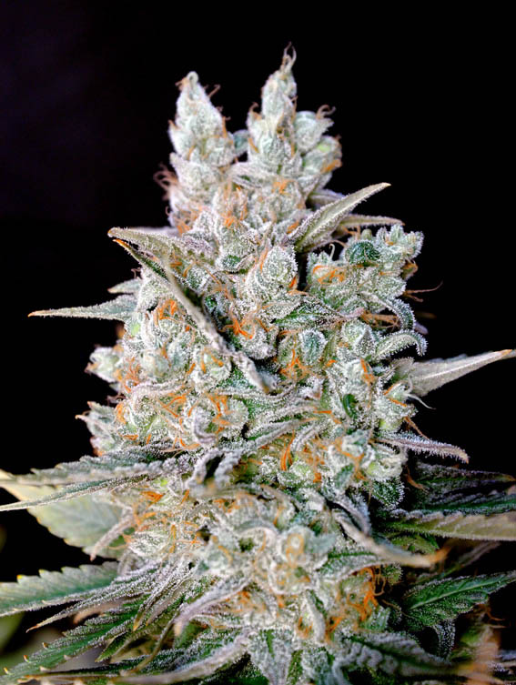 KRITIKAL-BILBO-AUTO-GENEHTIK.jpg Kritikal bilbo Genehtik seeds haziak