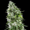 Kritikal-Bilbo-AK-47-400x418-1.jpg Kritikal bilbo x ak-47 Genehtik seeds haziak
