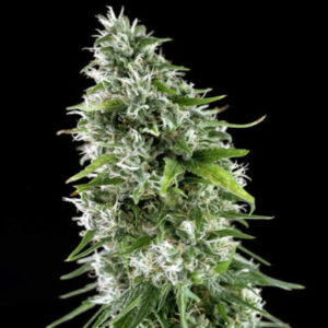 Kritikal bilbo x ak-47  Genehtik seeds haziak