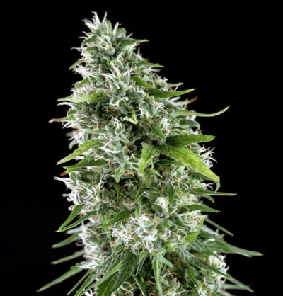 Kritikal-Bilbo-AK-47-400x418-1.jpg Kritikal bilbo x ak-47 Genehtik seeds haziak