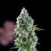 Kritikal-Bilbo-AK47-1.jpg Kritikal bilbo x ak-47 Genehtik seeds haziak