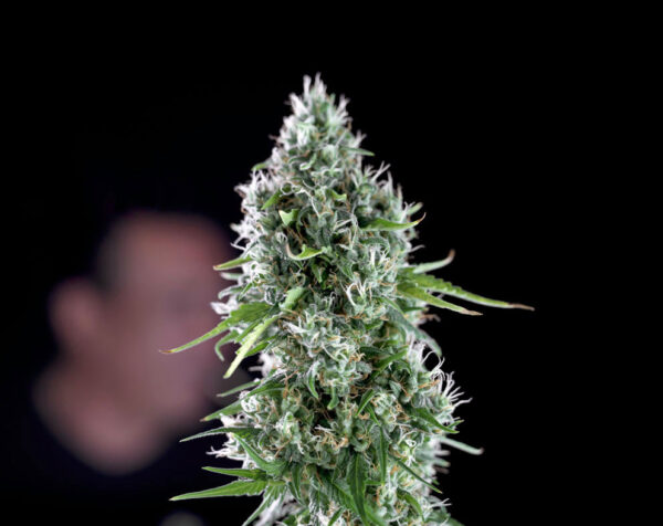Kritikal-Bilbo-AK47-1.jpg Kritikal bilbo x ak-47 Genehtik seeds haziak
