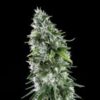 Kritikal-Bilbo-AK47-2-150x150-1.jpg Kritikal bilbo x ak-47 Genehtik seeds haziak