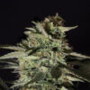 Medizinal-CBD-1-400x400-1.jpg MEDIZINAL CBD Genehtik seeds haziak