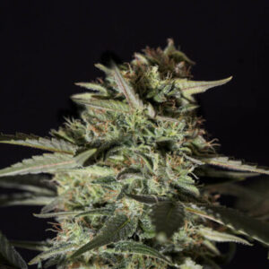 MEDIZINAL CBD Genehtik seeds haziak