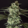 Medizinal-CBD-2.jpg MEDIZINAL CBD Genehtik seeds haziak