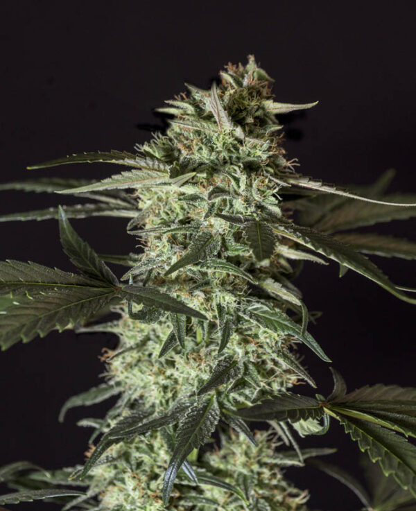 Medizinal-CBD-2.jpg MEDIZINAL CBD Genehtik seeds haziak