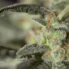 Medizinal-CBD-3.jpg MEDIZINAL CBD Genehtik seeds haziak
