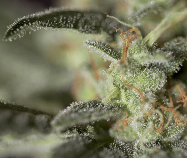 Medizinal-CBD-3.jpg MEDIZINAL CBD Genehtik seeds haziak