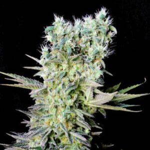 NORTHERN LIGHTS X  Genehtik seeds haziak