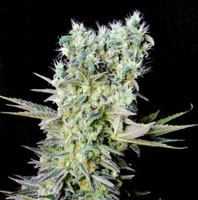 NORTHERN-LIGHTS-X-GENEHTIK-400x404-1-1.jpg NORTHERN LIGHTS X Genehtik seeds haziak