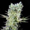 NORTHERN-LIGHTS-X-GENEHTIK-400x404-1.jpg Northern Lights auto Genehtik seeds haziak