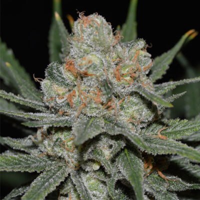 Nevil-Bilbo-Auto-400x400-1.jpg Nevil bilbo auto Genehtik seeds haziak