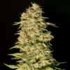 Og-Lemon-Bilbo.jpg Og Lemon bilbo Genehtik seeds haziak