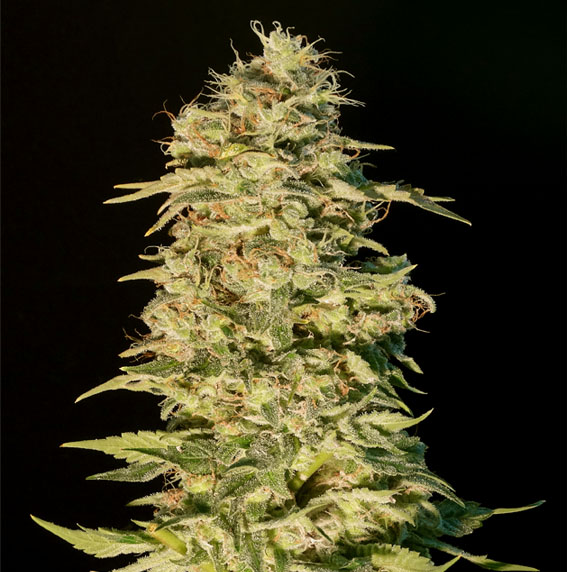 Og-Lemon-Bilbo.jpg Og Lemon bilbo Genehtik seeds haziak