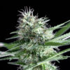 Og-lemon-Bilbo-1.jpg Og Lemon bilbo Genehtik seeds haziak