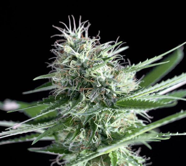 Og-lemon-Bilbo-1.jpg Og Lemon bilbo Genehtik seeds haziak