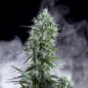 Og-lemon-Bilbo-2.jpg Og Lemon bilbo Genehtik seeds haziak