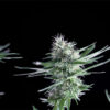 Og-lemon-Bilbo-3.jpg Og Lemon bilbo Genehtik seeds haziak