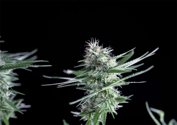 Og-lemon-Bilbo-3.jpg Og Lemon bilbo Genehtik seeds haziak