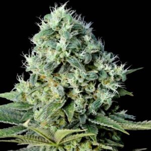 Santa bilbo 100% genehtik seeds haziak