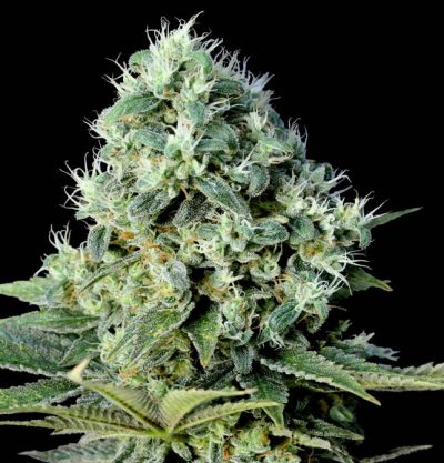 Santa bilbo 100% genehtik seeds haziak