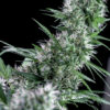 Santa bilbo 100% genehtik seeds haziak