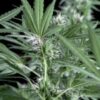 Santa bilbo 100% genehtik seeds haziak