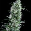 Santa bilbo 100% genehtik seeds haziak