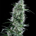 Santa bilbo 100% genehtik seeds haziak