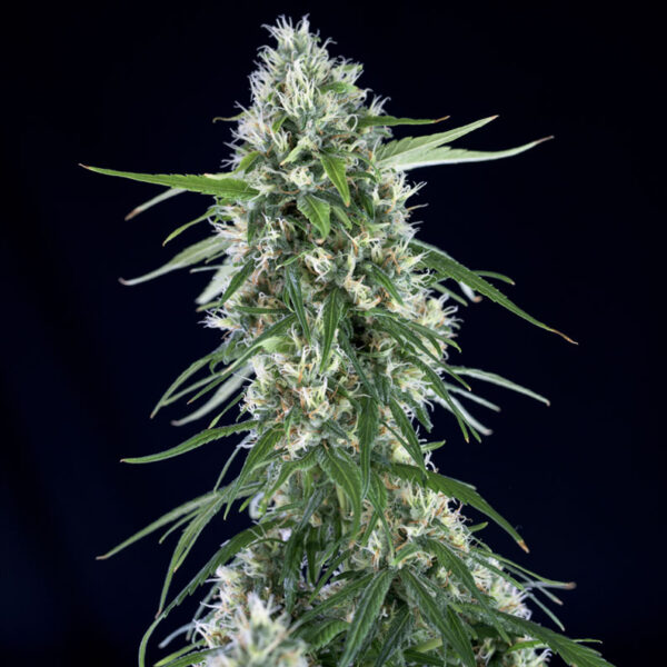super silver bilbo genehtik seeds