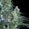 super silver bilbo genehtik seeds