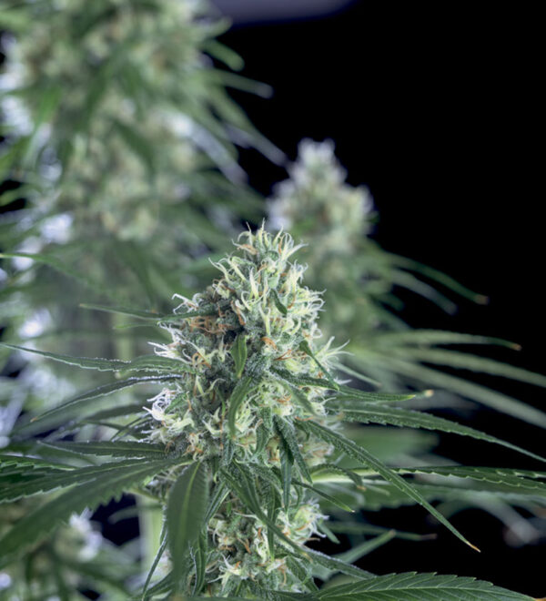 super silver bilbo genehtik seeds
