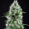 super silver bilbo genehtik seeds