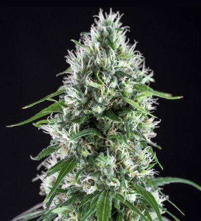 super silver bilbo genehtik seeds