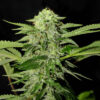TXEES-BILBO-GENEHTIK-400x419-1.jpg Txees bilbo Genehtik seeds haziak