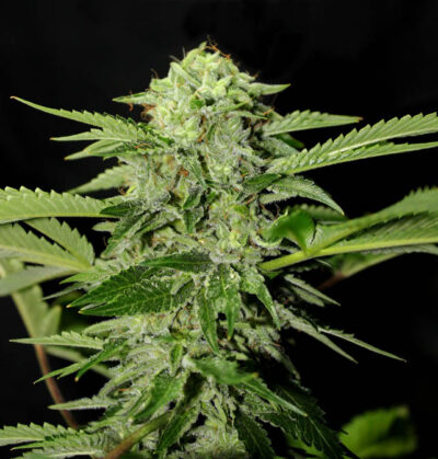 TXEES-BILBO-GENEHTIK-400x419-1.jpg Txees bilbo Genehtik seeds haziak