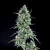 Txees-Bilbo-1.jpg Txees bilbo Genehtik seeds haziak