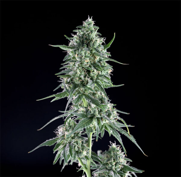 Txees-Bilbo-1.jpg Txees bilbo Genehtik seeds haziak